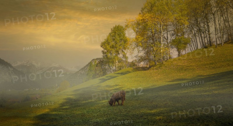 Cow grazing in misty remote field