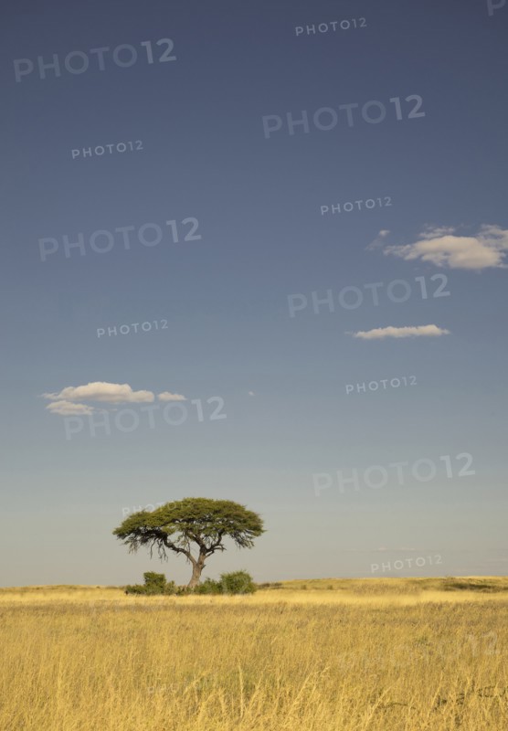 Tree growing in remote savanna field