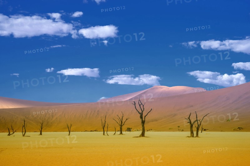 Dead trees and sand dunes in remote desert landscape