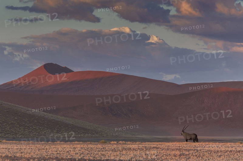 Animal grazing in remote desert landscape