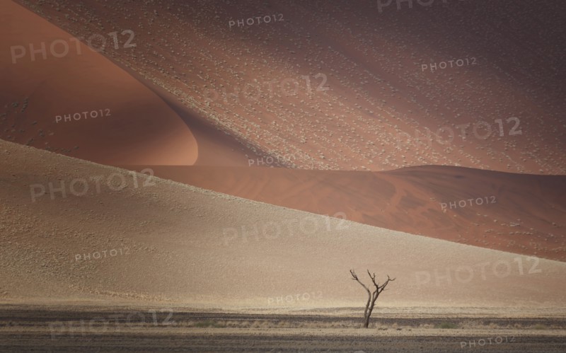 Tree growing in sand dunes in desert landscape
