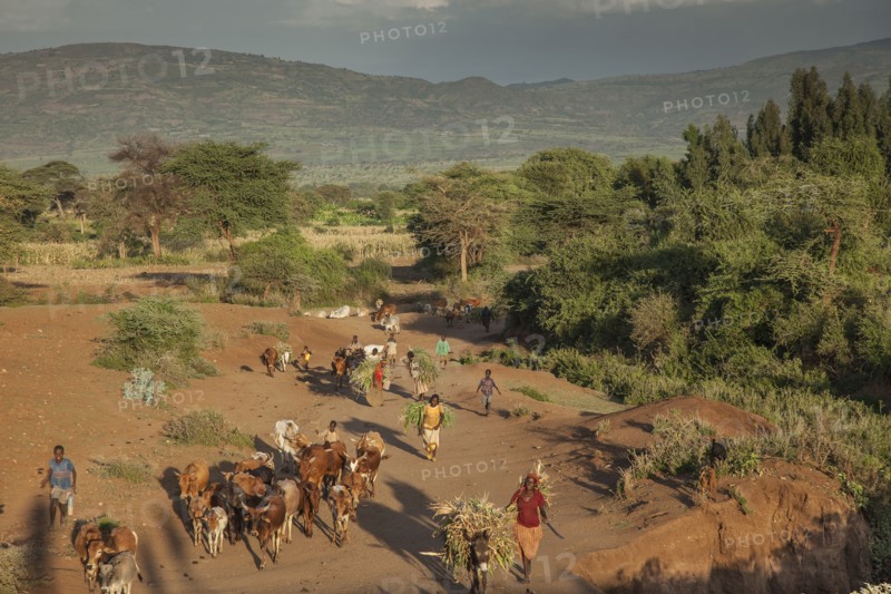 Farmers guiding herd of cattle