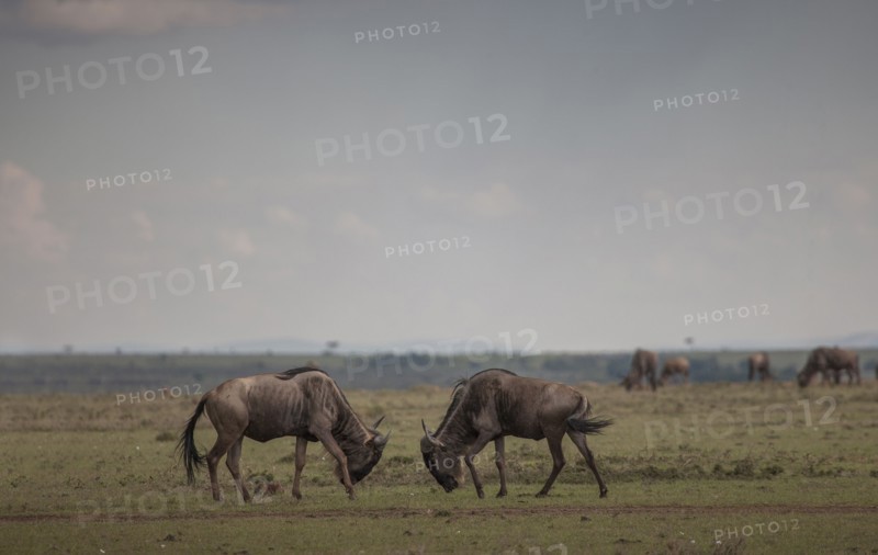 Animals grazing in savanna field