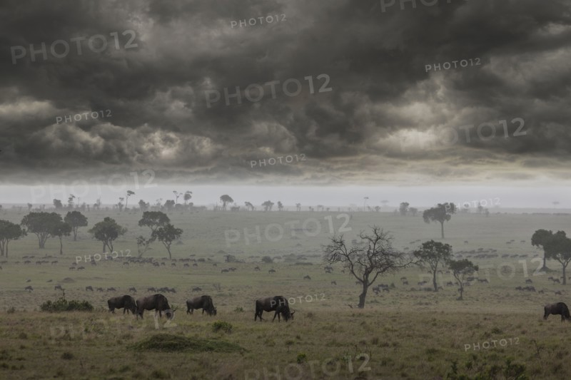 Storm clouds over savanna field