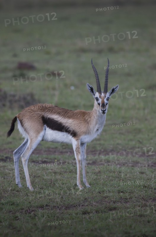Animal grazing in field