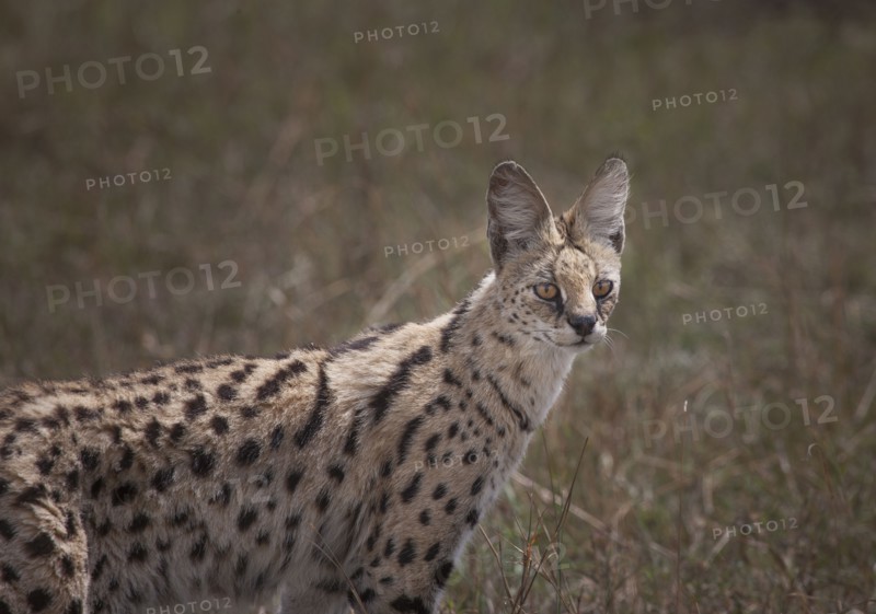 Animal standing in savanna field