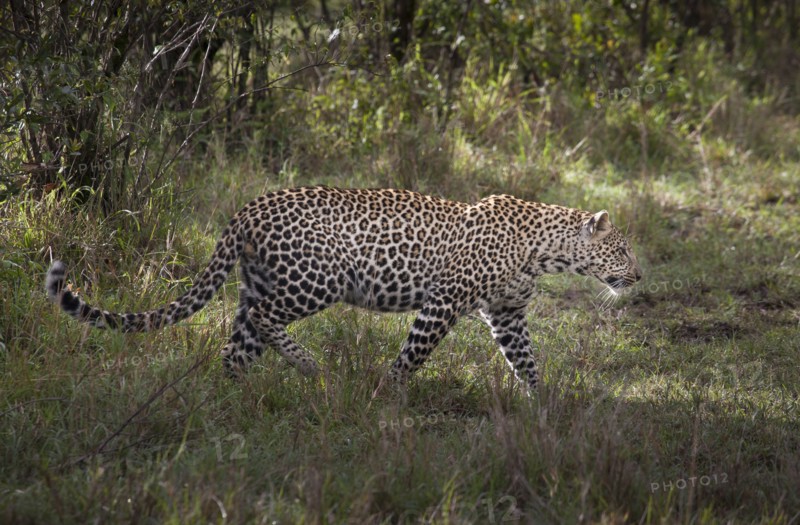 Leopard walking in grass