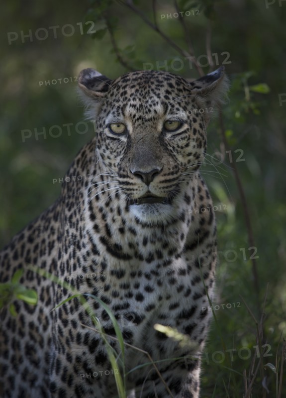 Close up of leopard in grass