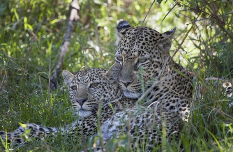Leopards laying in grass