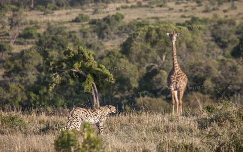 Leopard hunting giraffe in savanna field