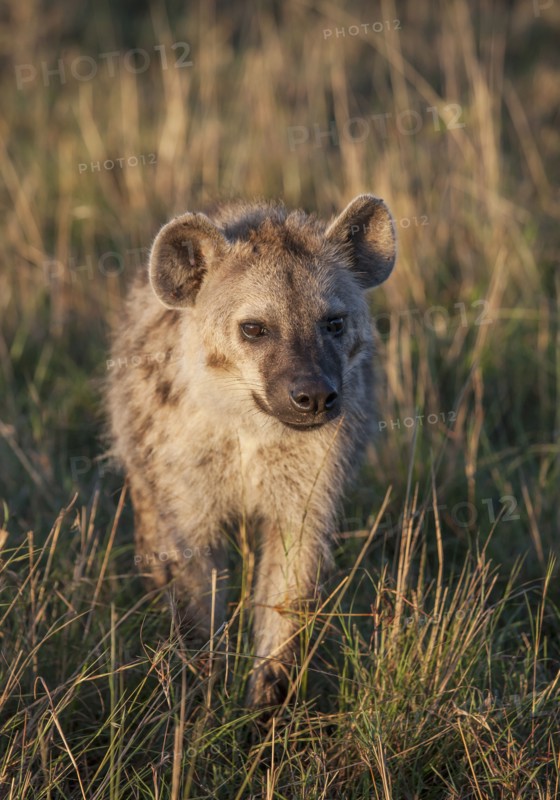 Animal walking in grass