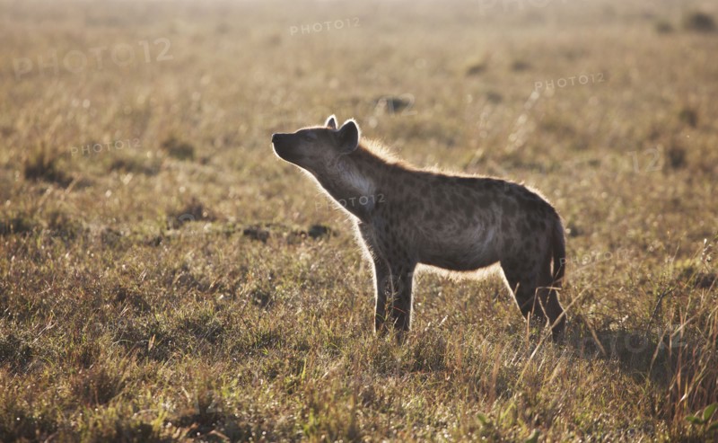 Animal standing in grass