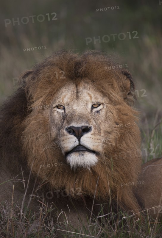 Lion laying in grass