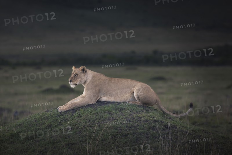 Lioness laying in field