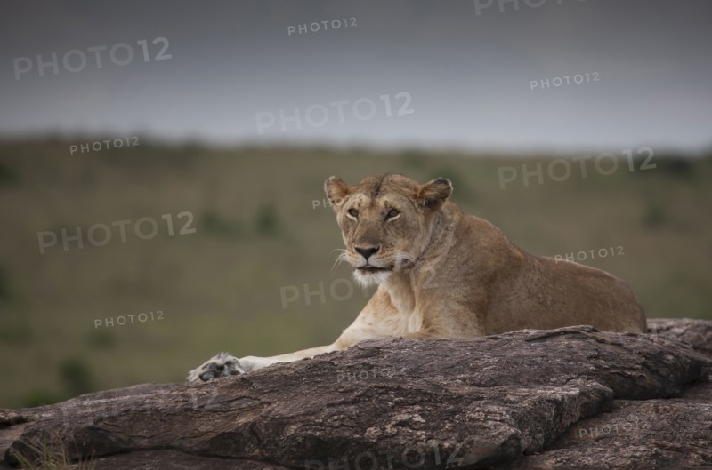 Lioness laying on tree