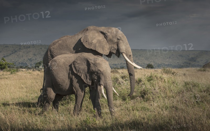 Elephant and calf grazing in savanna field