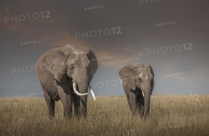 Elephant and calf grazing in savanna field