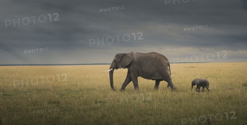 Elephant and calf grazing in savanna field