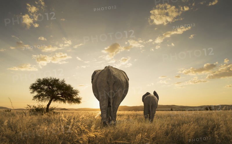 Elephant and calf grazing in savanna field