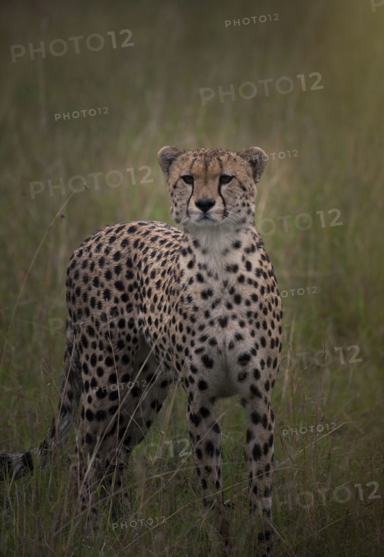 Leopard sniffing in grass