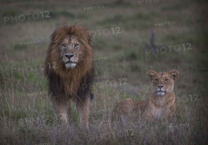 Lion and lioness in remote field