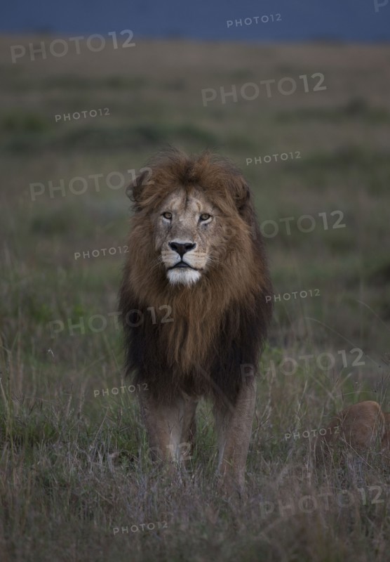 Lion standing in remote field