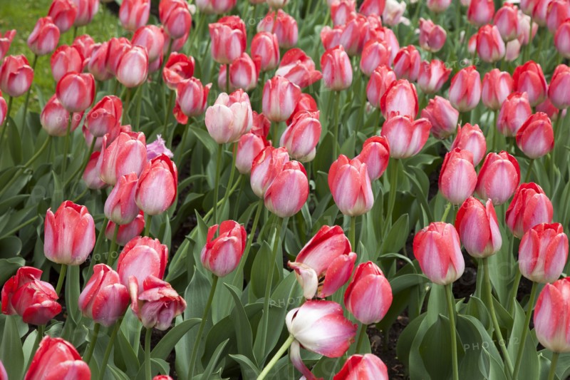 High angle view of blooming tulips