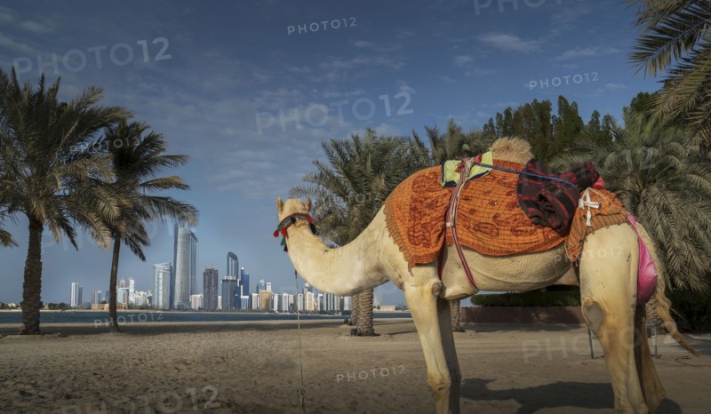 Camel looking at distant city