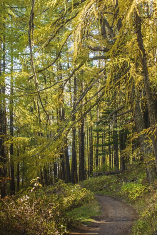 Path in forest