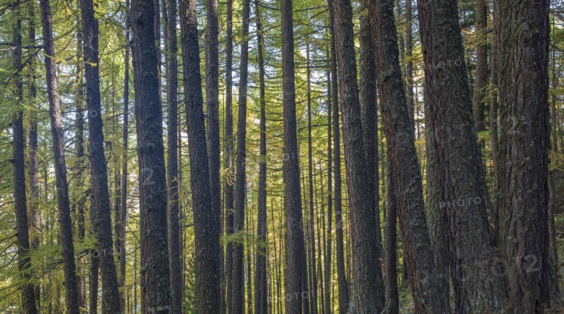 Trees in forest