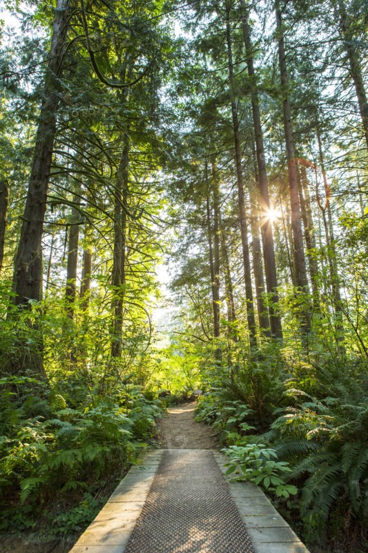 Footbridge and path through forest