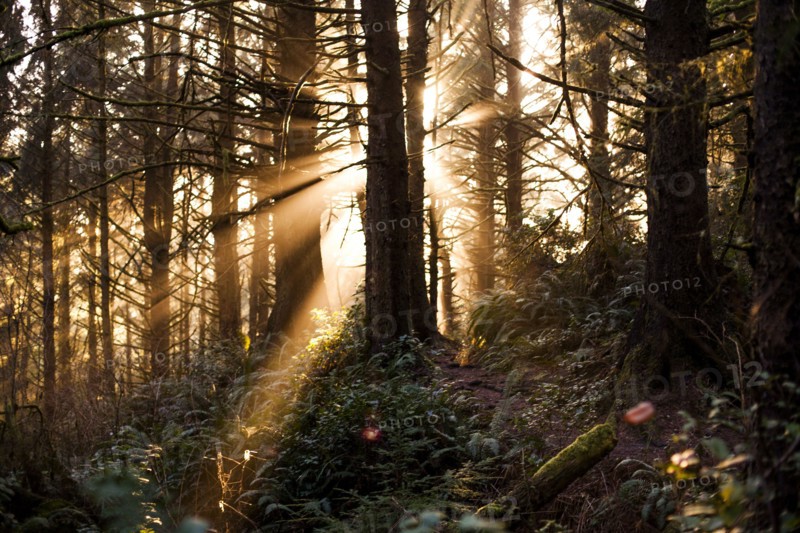 Sun streaming through trees in forest