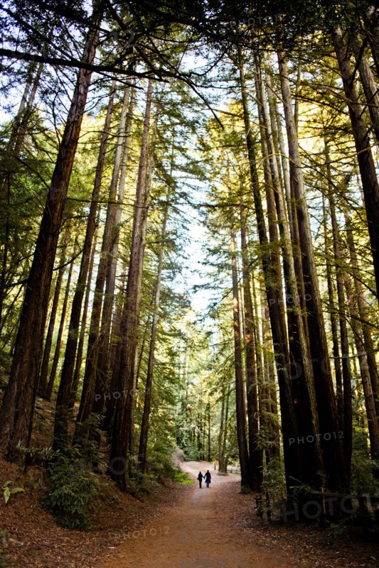Dirt path through trees in forest