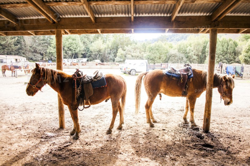 Horses standing under canopy on ranch