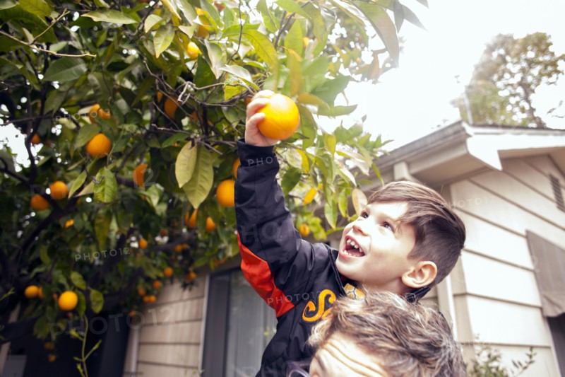 Caucasian boy picking fruit on father's shoulders