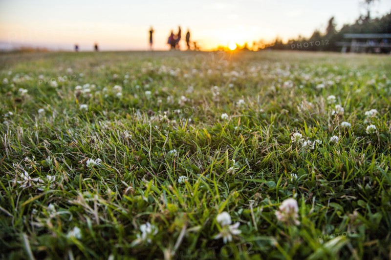 Close up of flowers in grassy park