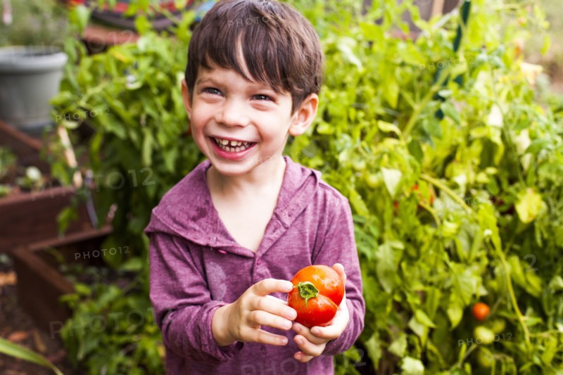 Mixed race boy holding tomato in garden