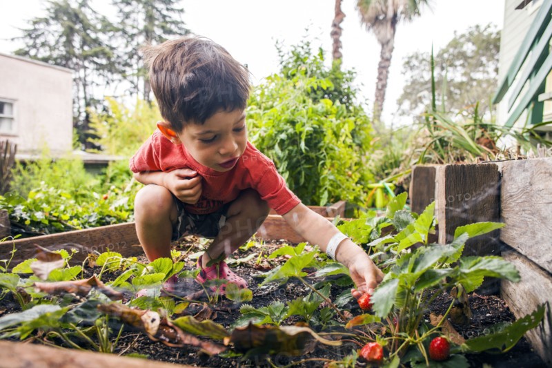 Mixed race boy picking strawberry in garden
