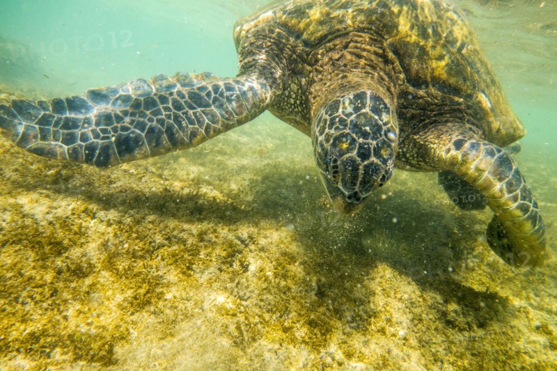 Close up of sea turtle swimming underwater