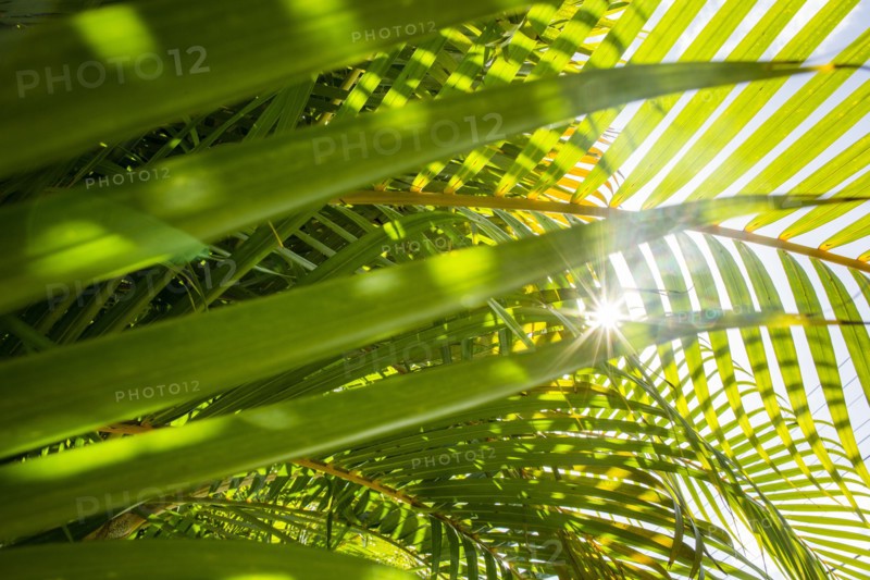 Low angle view of sun shining through palm fronds