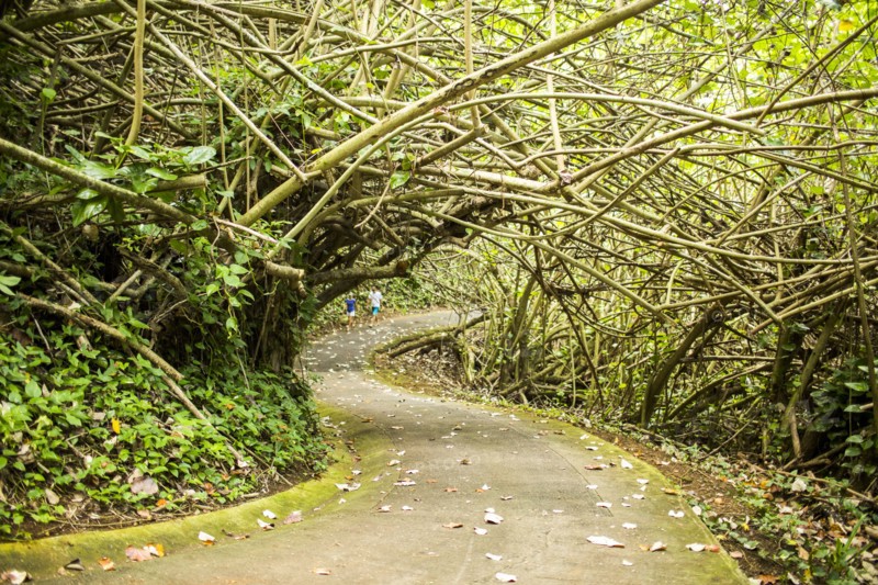 Tree branches over concrete path in forest