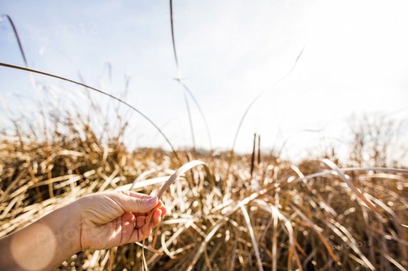 Close up of hand holding tall grass stalk