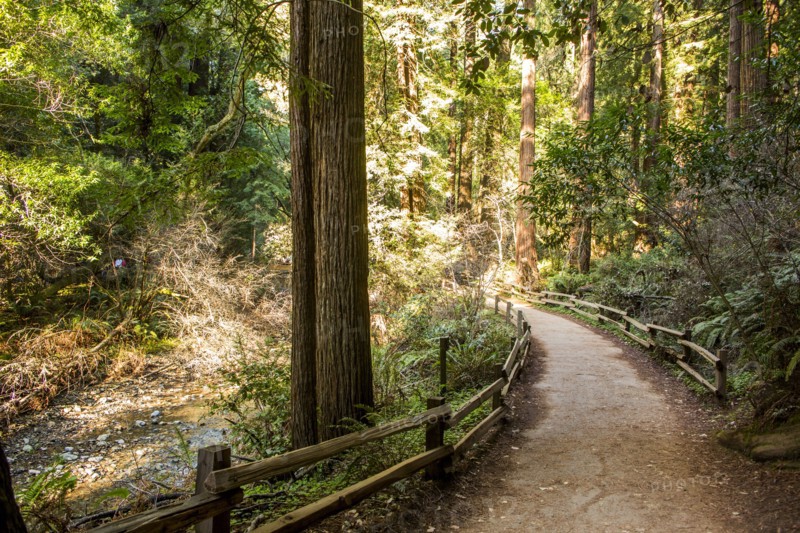 Fence on dirt path in forest