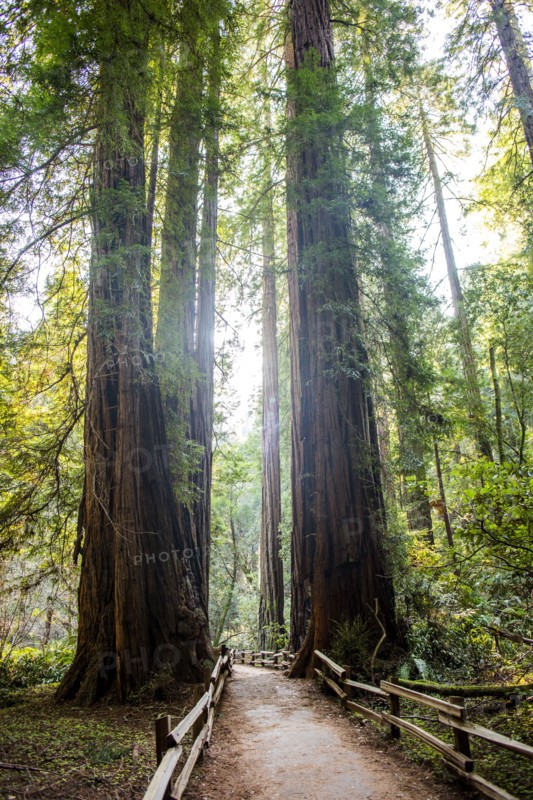 Tall trees over fenced dirt path in forest
