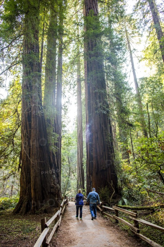 Caucasian couple walking on fenced dirt path under tall trees