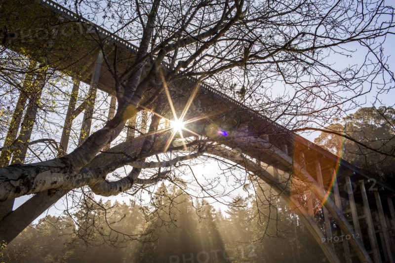Low angle view of bridge under bare trees