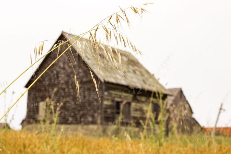 Dilapidated building in rural field
