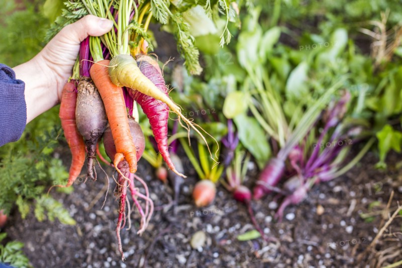 Caucasian farmer holding fresh vegetables in garden