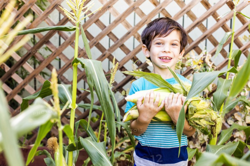 Mixed race boy picking corn in garden