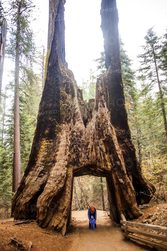 Caucasian mother and daughter under ancient tree in Yosemite National Park